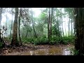 Immediately Fall Asleep with Heavy Rain - Improve Insomnia with Forest Rain Sounds Nature