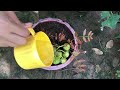 Unique Skill How To Planting Wild Figs Tree Growing Fast From Cutting Technique