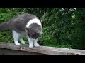 MacGyver Cat