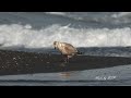 灰背鷗幼鳥/Slaty-backed Gull Jevenile