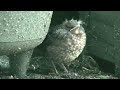 Ruby Booby The Blackbird As A Fledgeling