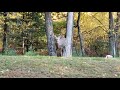 Deer feeding in the evening - my backyard :) #deer