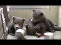 Baby Black Bear Cubs Playing Compilation