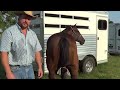 How to tie a horse's tail up, quickly and easily