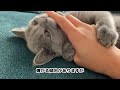 [British Shorthair] named Aoba♀ from England. see me meow # British Shorthair # Cat # Cute