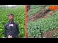 First ever in Ziro, cabbage cultivation in large scale covering few hillocks.