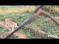 Zoological park Dimapur Nagaland