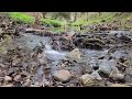 Water Sounds In A Peaceful Forest Flowing Water for Sleep Healing Meditation