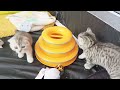 Kittens learn to go to the toilet and eat dry food