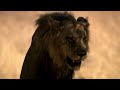 Young Male Lion Was Kicked Out Of The Pride And What Happened Next? | Animal Fight