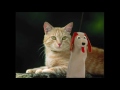 Baby Dolittle: Neighborhood Animals, Part 1 | Animal Videos for Kids | Baby Einstein