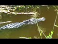 Alligator River National Wildlife Refuge. -  At 8ft, this was the largest alligator we spotted today