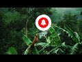 Relaxing sound of the Rainforest for meditation and good sleep.