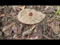 Amazing animals video | Virals Millipede #insects #animal #pets