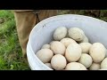 Wow! Amazingly, a farmer picked a lot of duck eggs on the grass with his lucky hands.