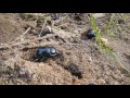 Beetle burying poo