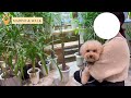 横浜の犬イベントに遊びに行って来ました【赤レンガでわんさんぽ】