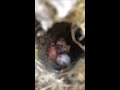 Newly hatched Carolina Wrens