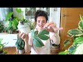 Falling Out Of Love 💔 Plants I Won't Buy Again + WHY