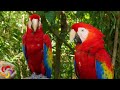 Breathtaking Colorful Nature 4K HDR 60fps & Dolby Surround 5.1 | Relaxing Immersive Experience