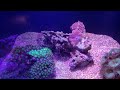 [씨애틀 아쿠아리움] Giant Pacific Octopus / Seattle Aquarium 거대한 태평양 문어가 살고있는 씨애틀 수족관