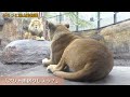 《旭山動物園ライオン&トラ》よーいドン！誰が1番？子離れさせたいママと甘えたい子供？オリト＆イオファミリーvol498/Lions want to be 1st to go outside＆tiger