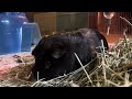 Guinea Pig Eating Hay With Chewing Sounds - June 13, 2024
