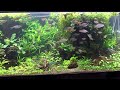 Rainbowfish Planted Aquarium April 12