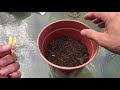 Peach Tree Part 1 Germinate Peach plant in 14 days no cold stratification