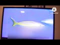 Mediacom BGV Sea Animals Part 3