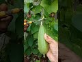 Organic brinjal and ridge gourds harvest