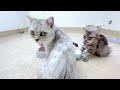 A group of the funniest cats, the video is even more exciting at the end😺#cat #catshorts #cutecat