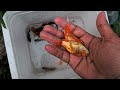 Amazing Catch Tiny Ornamental Pufferfish, Turtles, Ornamental Fish, Koi, Striped Fish, Angelfish