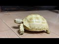 Changes in albino tortoises ...