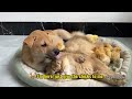 I was touched! Cats and dogs took turns to be the mother of chicks! 😂Funny and cute animal videos