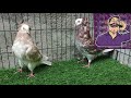 Jacobin X Mookee | Cross Breeding Pigeons