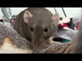 Chubby Rat Enjoys Cheese