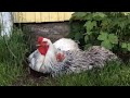 Chickens taking a bath in the dirt