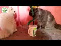 Cat Farm - বিড়াল পালন করে ১৫ লক্ষ টাকা আয় সম্ভব ২০ টি বিড়াল থেকে - পার্সিয়ান বিড়াল পালন পদ্ধতি