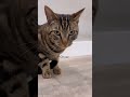 RATING MY CAT’S REACTIONS (PART THREE)