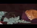 Sweet Cats Love, Scrap and Play Fight Together