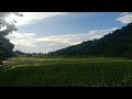 pemandangan pedesaan bandung#pedesaan #pedesaandijawabarat #sawah #gunung