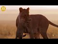 15 Terrifying Moments Male Lions Fight To Protect Their Territory | Animal Fight