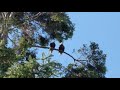 Whidbey Island Eagles
