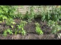 Home Sweet Homemade Homegrown Food Farm Garden Natural Organic Healthy Vegetables June 25 2024