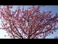 倉敷川沿いの河津桜