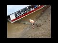 Harassing the Crocodiles in Costa Rica