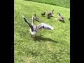 Mill pond geese and wild born domestic goslings summer 2023 part 1