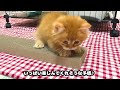 子猫のエース 突然スゴ技披露するんです！！#007