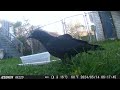 Two #crows in the garden #birds #bird